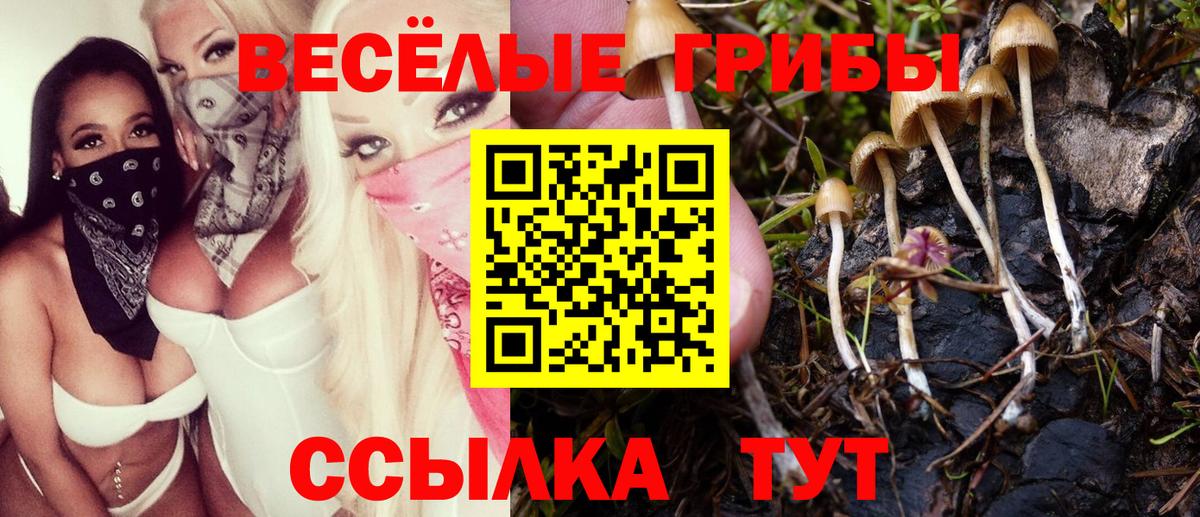 Псилоцибиновые грибы Psilocybine cubensis Керчь