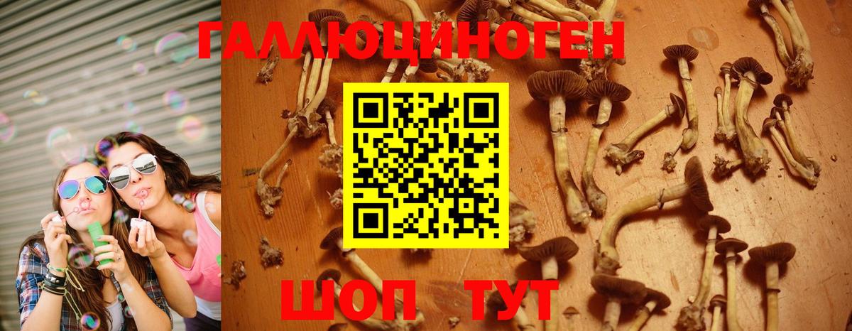 Псилоцибиновые грибы GOLDEN TEACHER  Вход с VPN  Керчь 